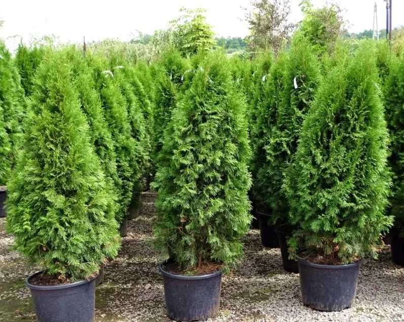 ОТ ПИТОМНИКА туя смарагд