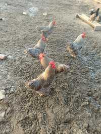 Cocosi plymouth rock barat si australorp