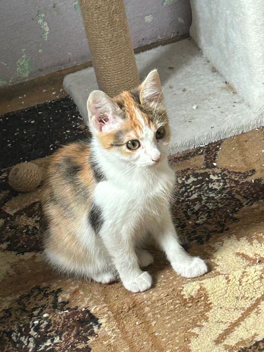 Подарявам котенца