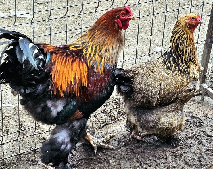 Familii de rasa mare wiandotte combatant, brahma cochinchina