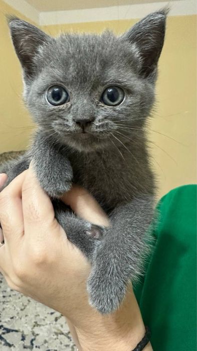 Продаются шотландские котята, сотилади