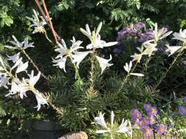 Градинско цвете бял Лилиум - бял Крем Lilium candidum