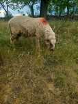Mior un an jumate