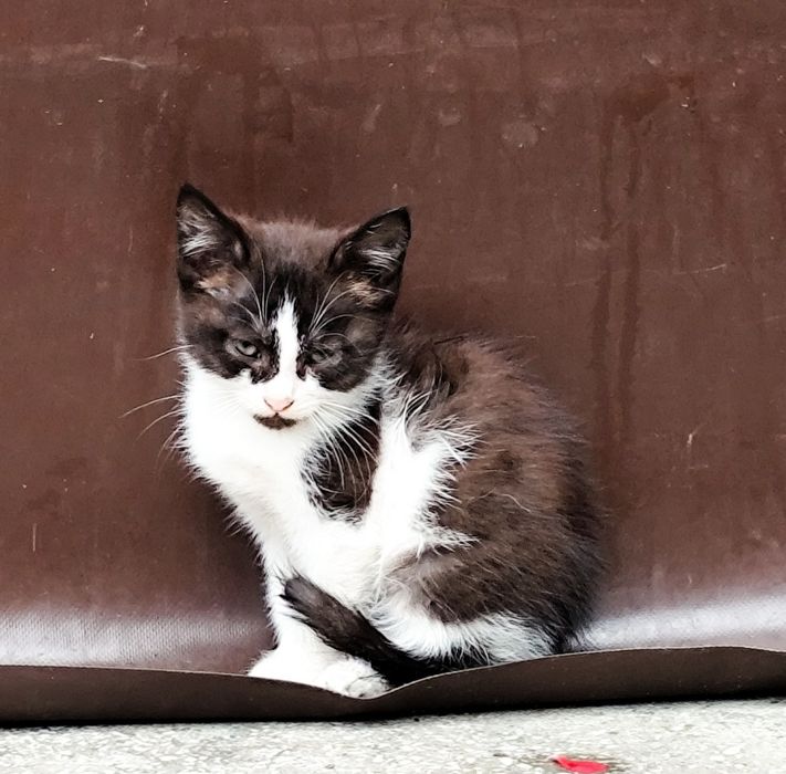 Pisoi drăgălași pentru adopție responsabila