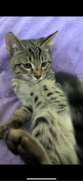 Игривые Котята Девочки и Мальчики