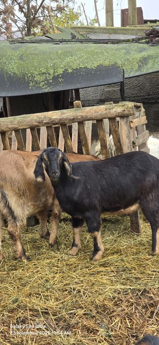 Vand 7 capre si 2 tapi