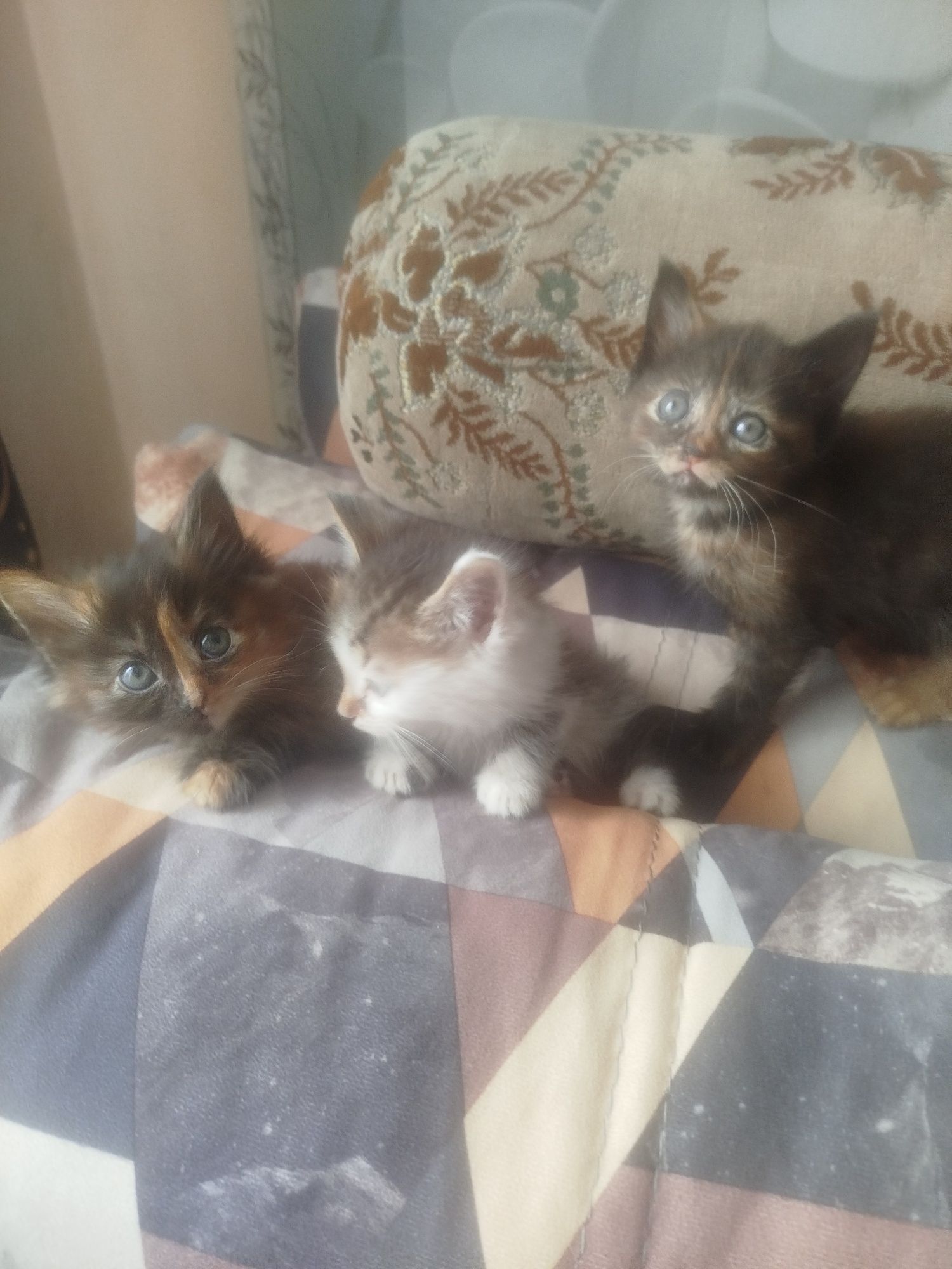 Котята отдам даром