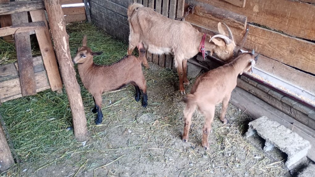 Capra cu ied și ieduță