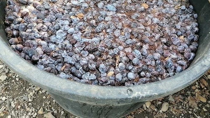 Vând borhot de prune BISTRIȚENE