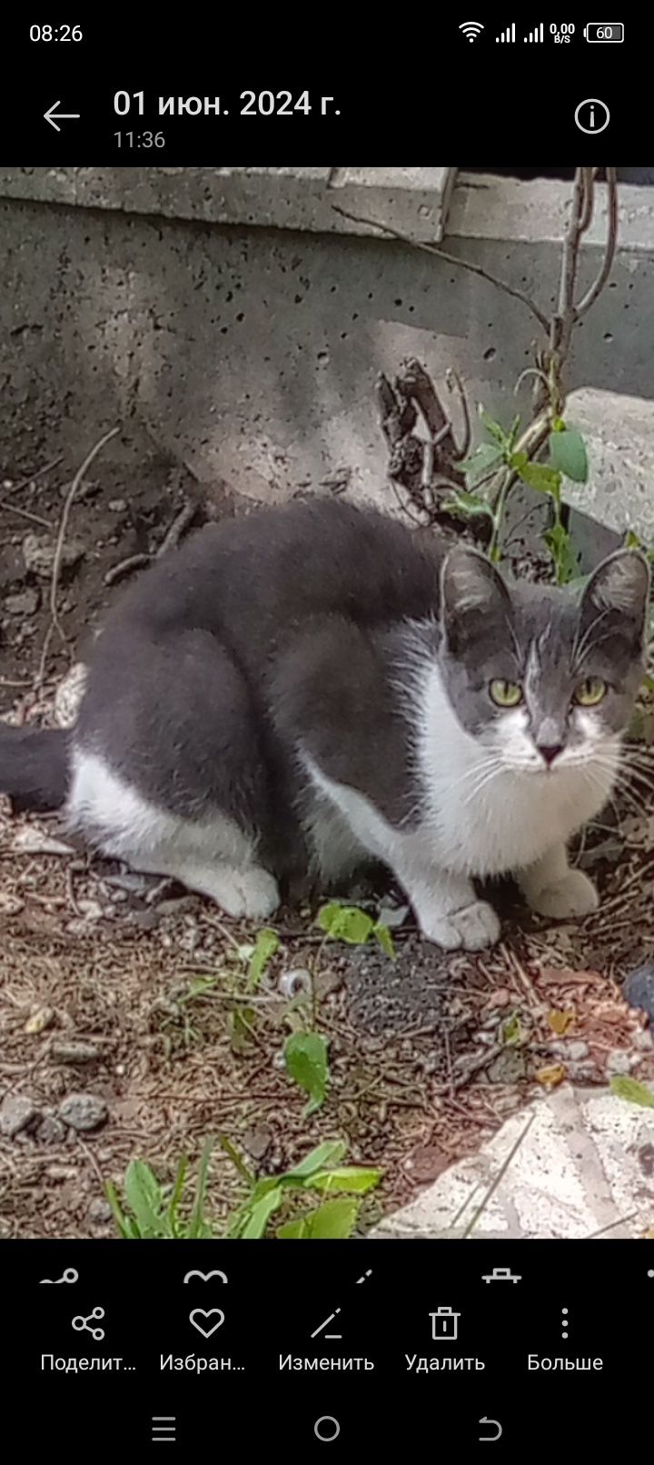 Кошечка ищет дом