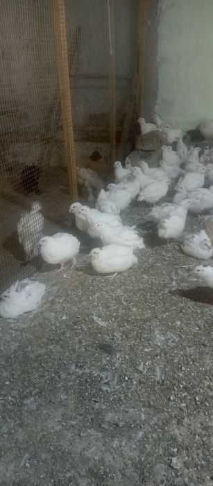 Торг имеется а также могу вывести цыплят