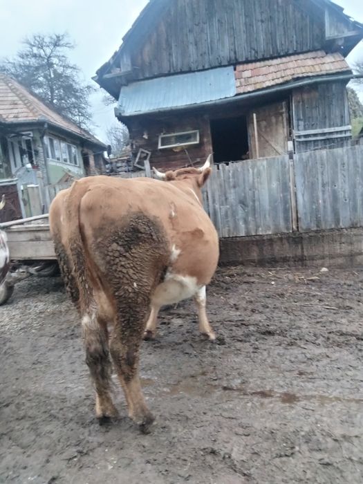 Vând vacă gestanta,in luna a șaptea