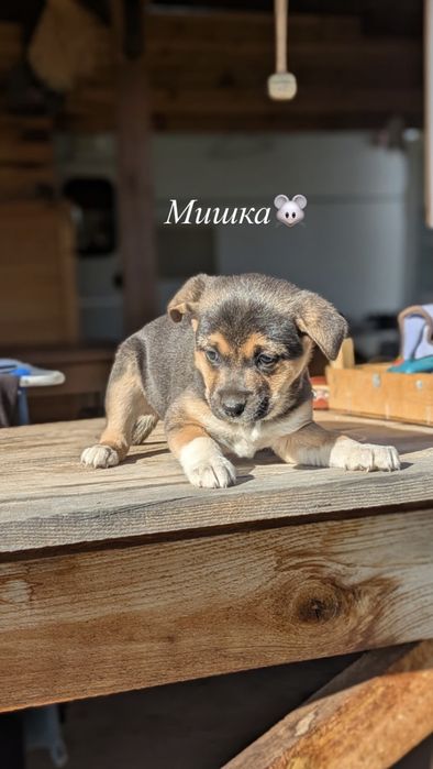 Подаряваме кученца