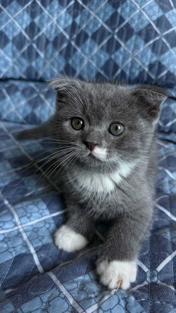 Котята скоттиш фолд! Очень игривые и добрые! Отличный друг!