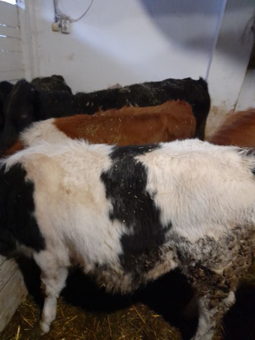 Taurasi si vitele baltati, belgieni si angus intarcati