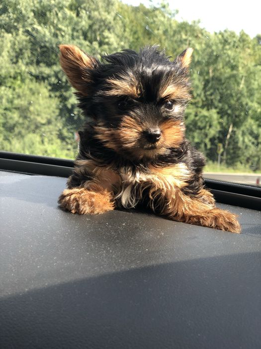 Yorkshire terrier
