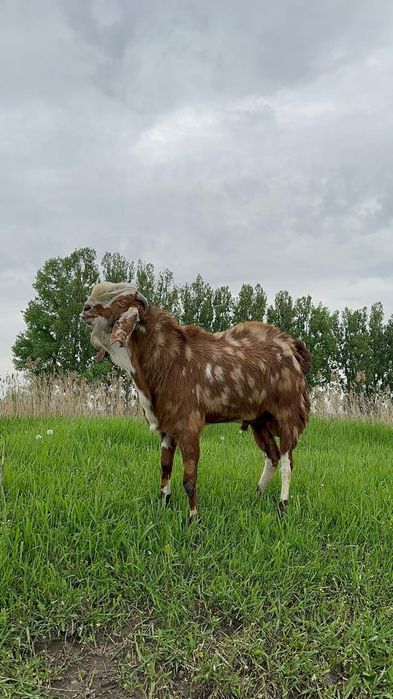 Продажа коз Биталл и Нуби