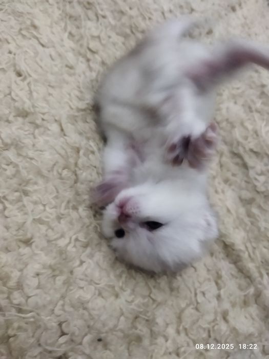 Готовяться к продаже котята золотая шиншилла