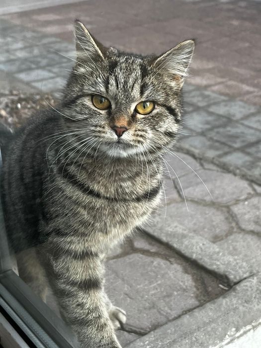 Прибился котик заберите пожалуйста:(