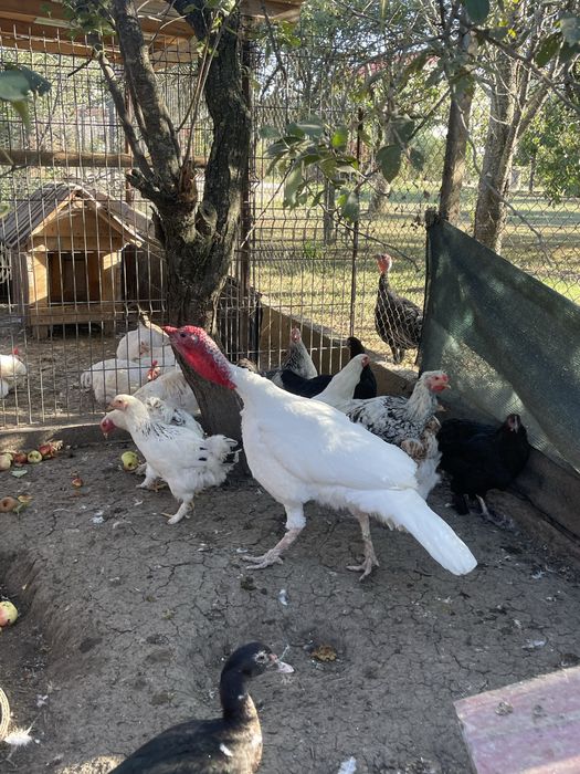 Vand curcani de tara