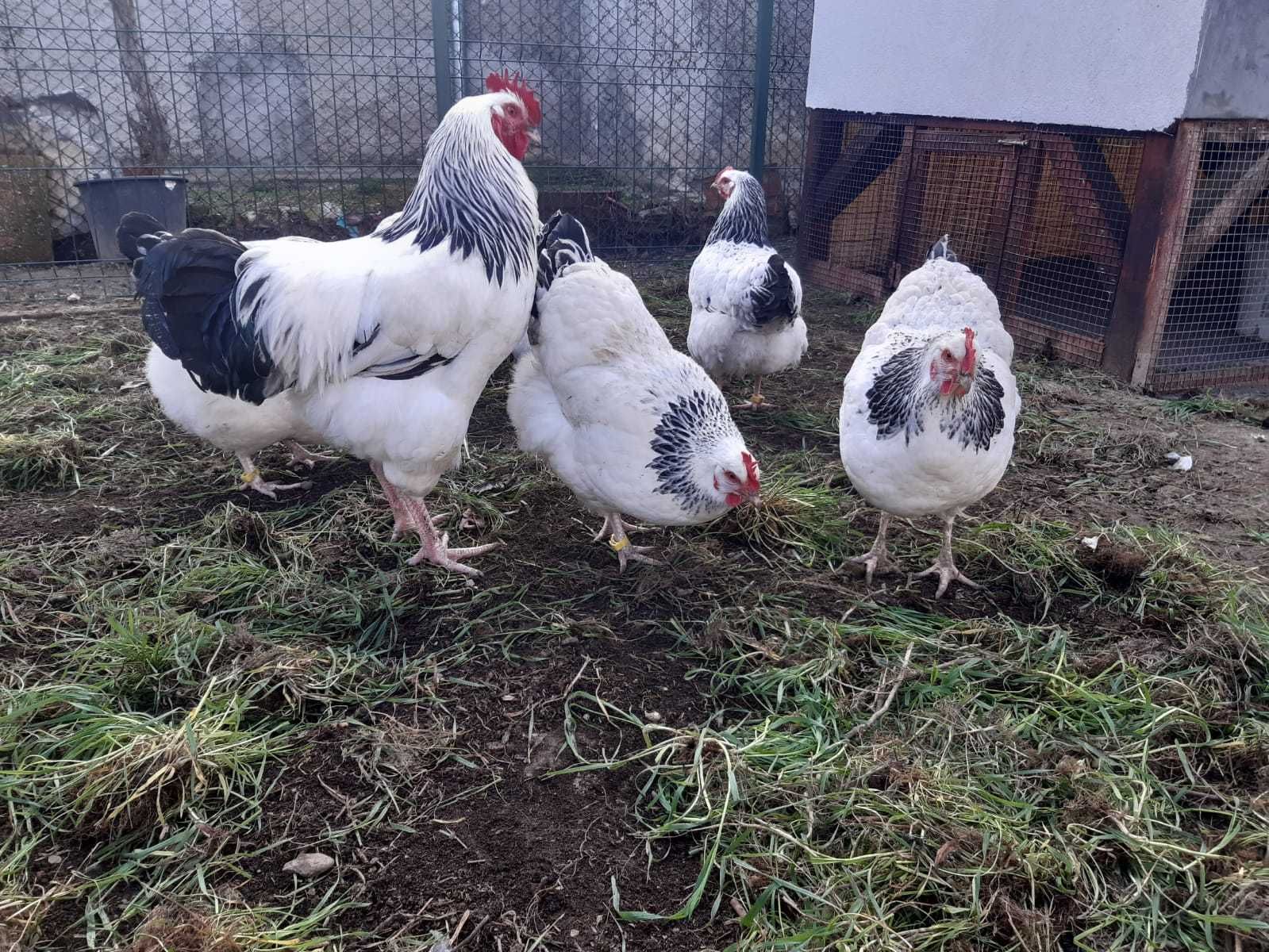 Familie de gaini rasa Sussex HD herminat deschis 5+1 varsta 2 ani