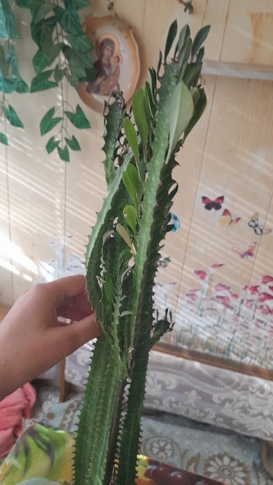 Продам молочай трехгранный