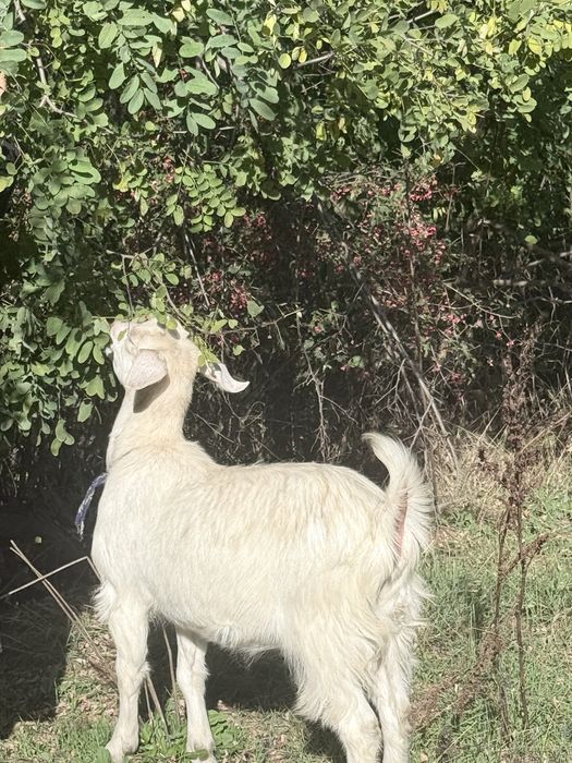 Țap si iada de 8 luni