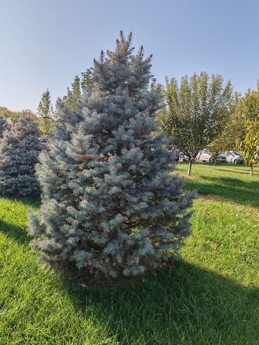 Продается Голубая ель