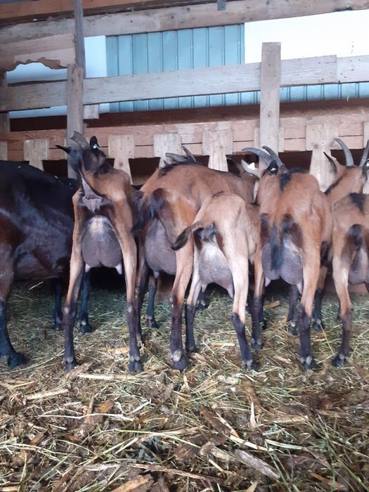 Vând capre alpin francez