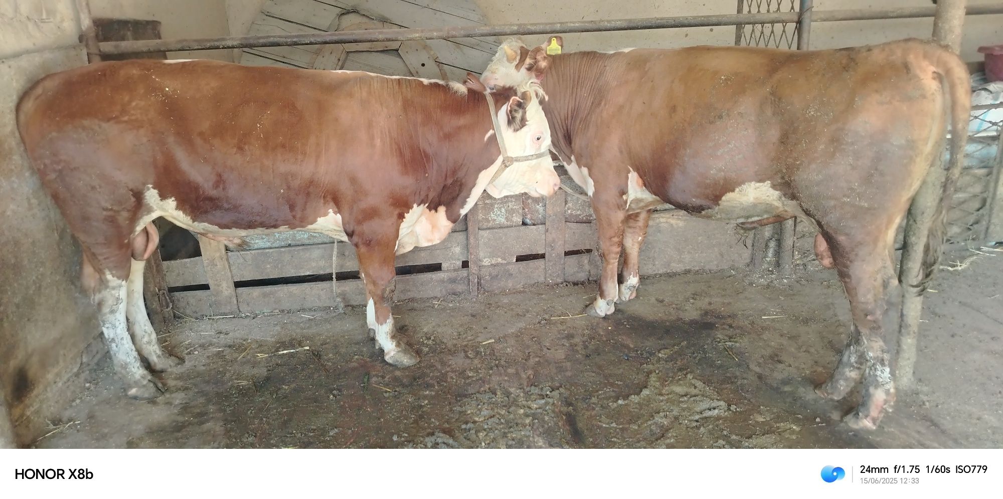 Smental bilan Grenford buqala sotiladi