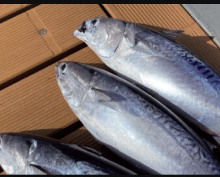 Гръцки паламуд уловен собственоръчно