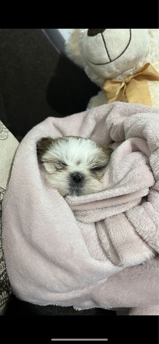 Catel shih tzu talie mica