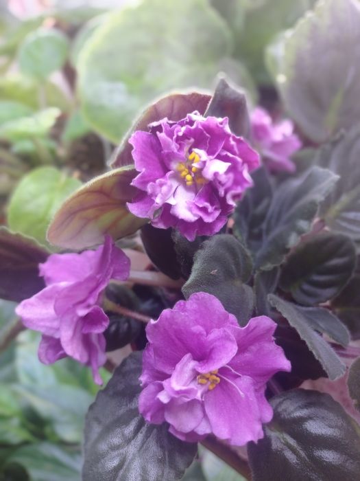 Fiyalka gullari sotuvda bor