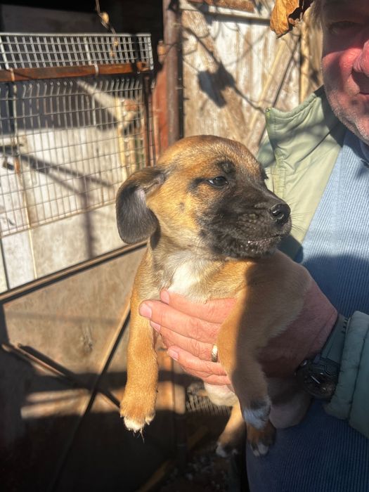 Dam spre adoptie 3 fetite de talie medie