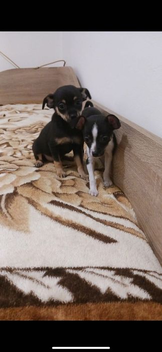 Пинче. От Ловеч за повече информация на телефона по долу