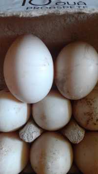 Oua  rate mute talie mare pentru incubat