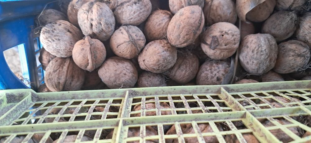 Nuci miez calitatea 1