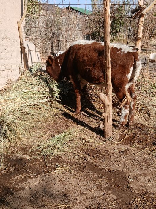 Кашар баспак сатылады