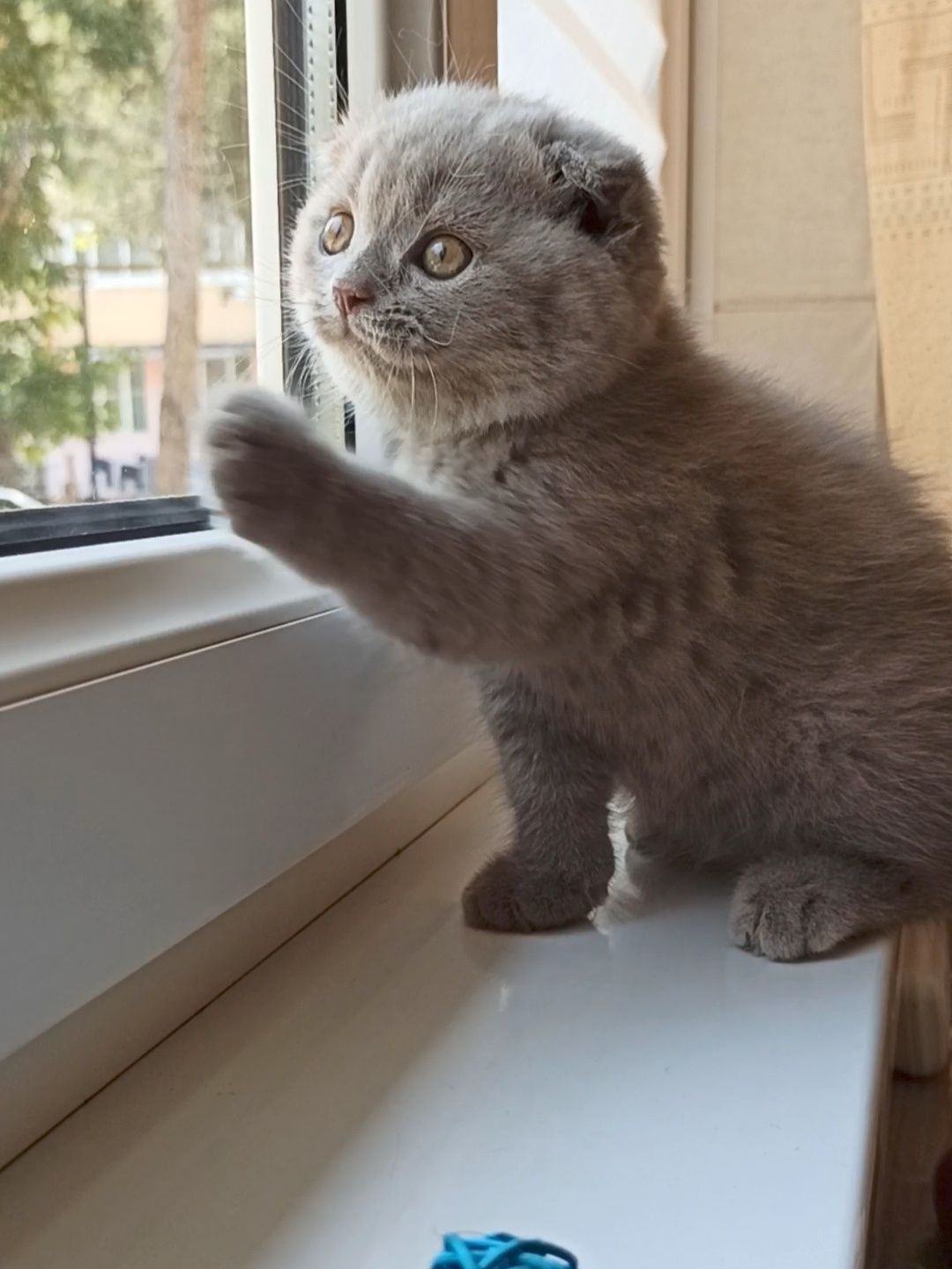 Продается девочка скоттиш фолд