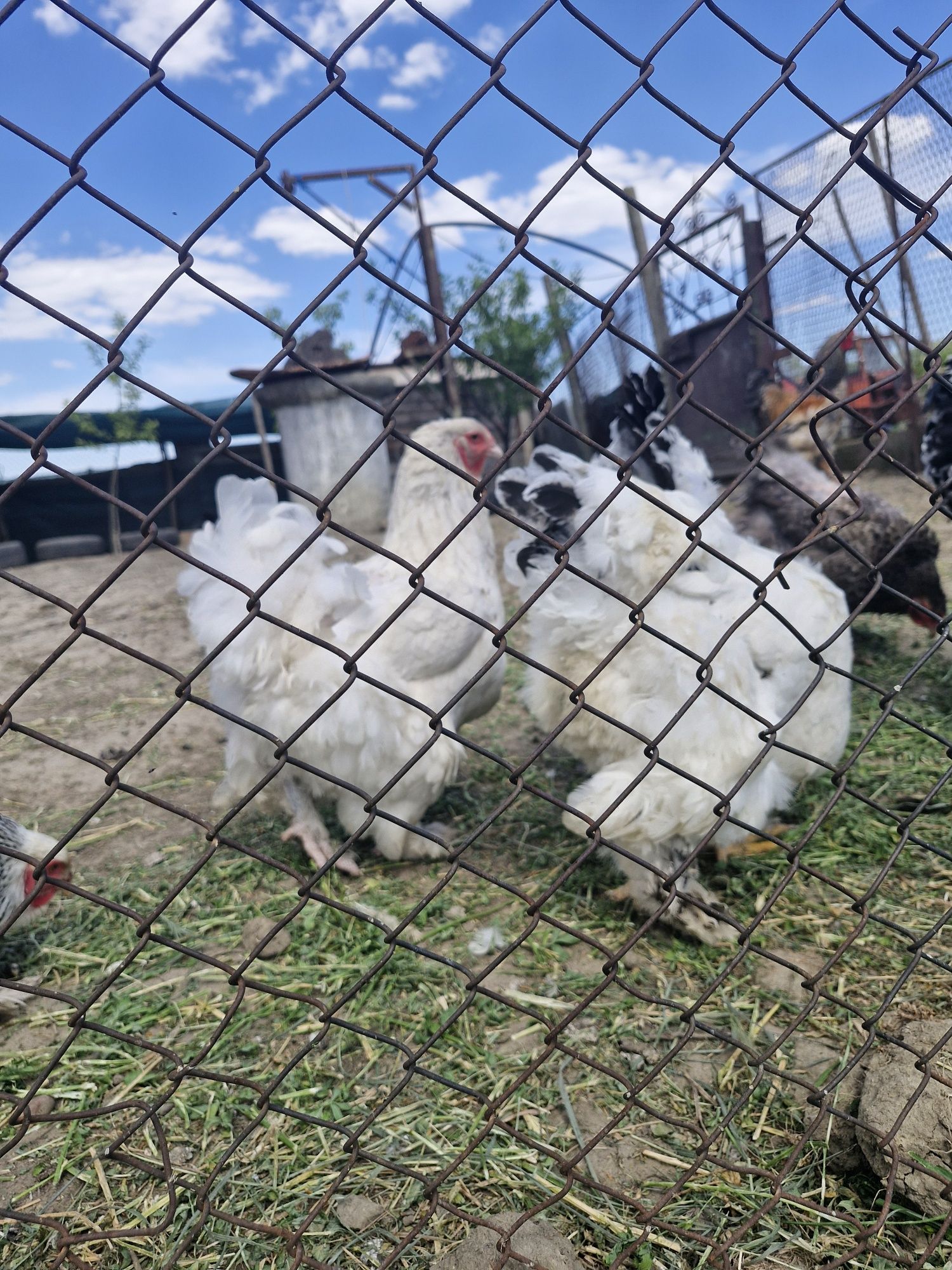 Ouă găini Brahma