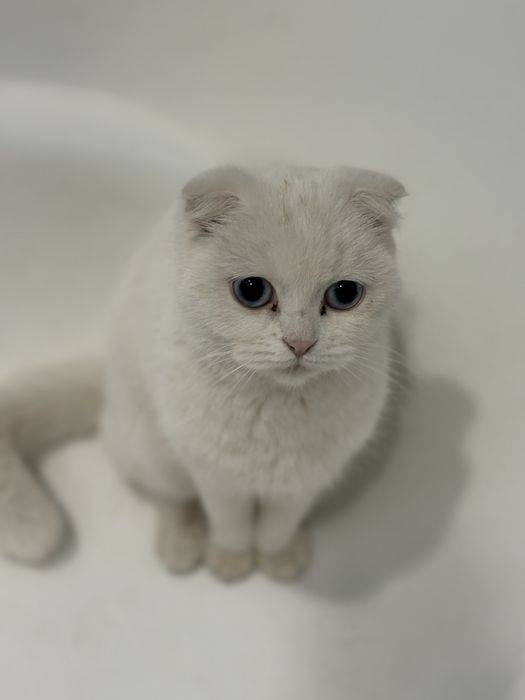 Продается кошка , порода скоттиш фолд