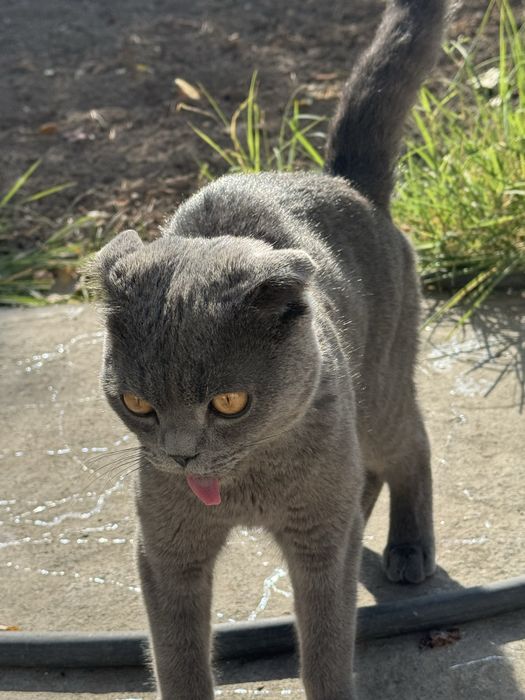 skottish fild sotiladi