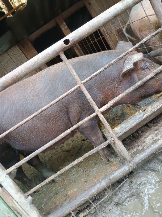 Vând poneita gestanta