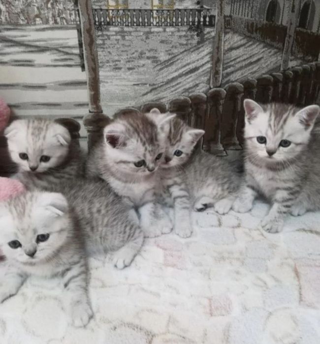 Шотландские котята