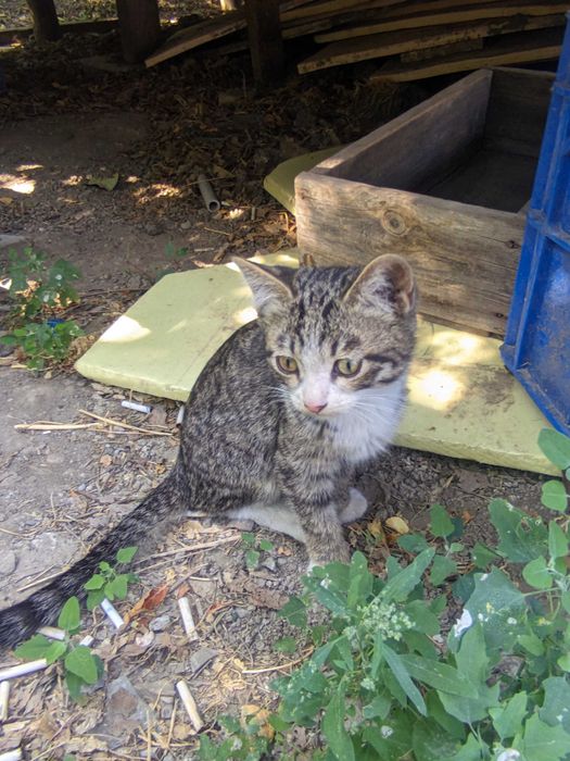 Катята бесплатно