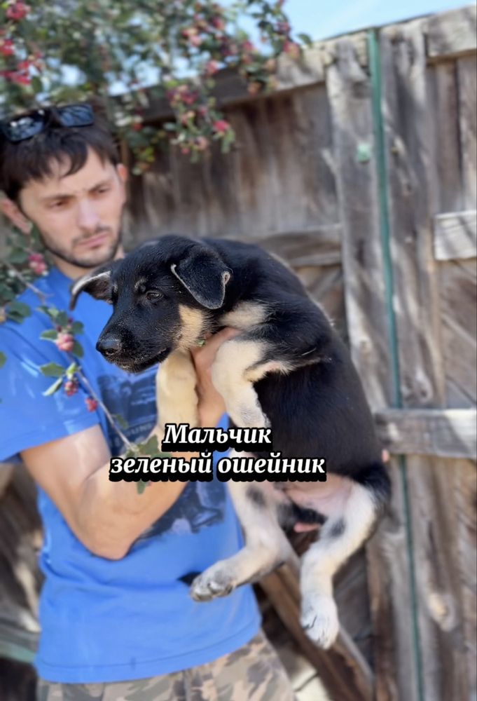 Щенки ВЕО с документами скк из питомника