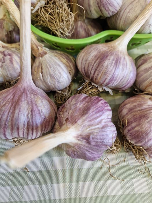 Чеснок домашний  зимний