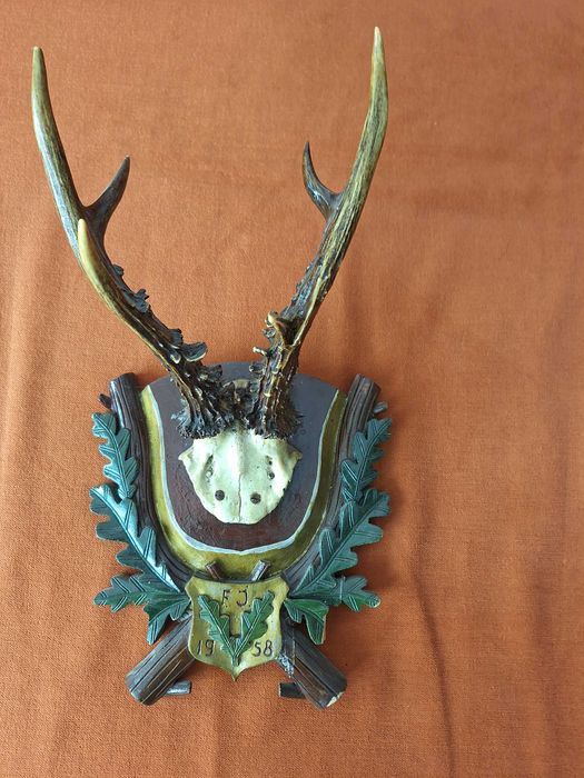 Vând - Vechi trofeu vanatoresc / panoplie caprior 1958