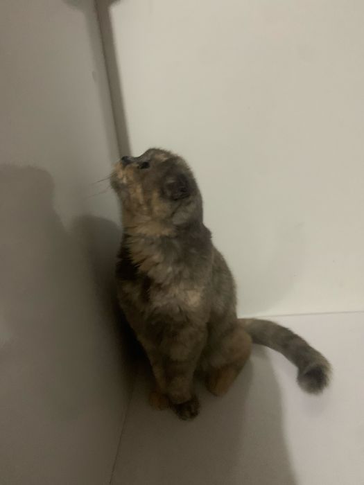 Мкшукча сотилади