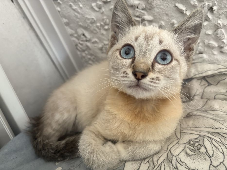 Отдам котенка мальчика , глаза небесного цвета